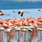 Lake Manyara National Park