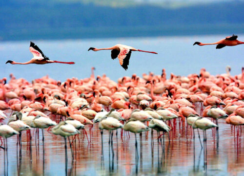 Lake Manyara National Park Safari: A Haven for Birdwatching and Tree-Climbing Lions