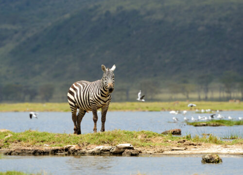 3 Days Safari in Tanzania