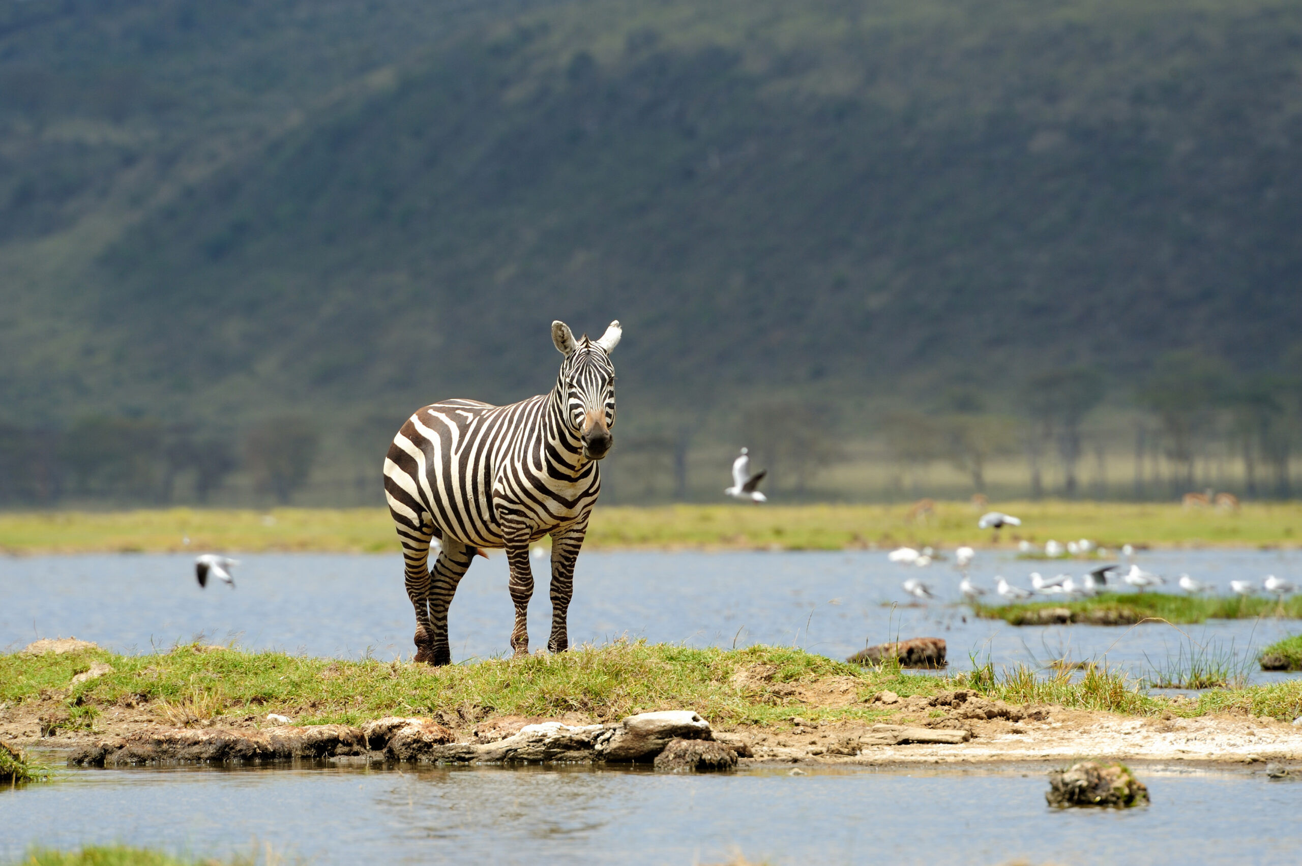 3 Days Safari in Tanzania