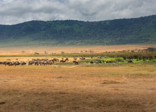 Ngorongoro Crater