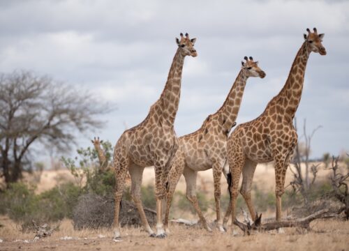 Serengeti National Park