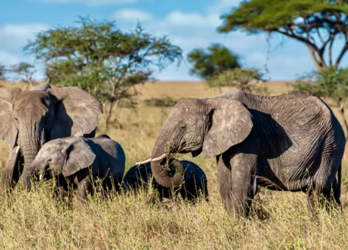 Tarangire National Park