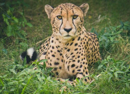 Why Serengeti national Park is a Must Visit Park when travel in Tanzania?