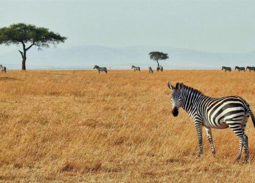 7 Days Tanzania Amazing Safari